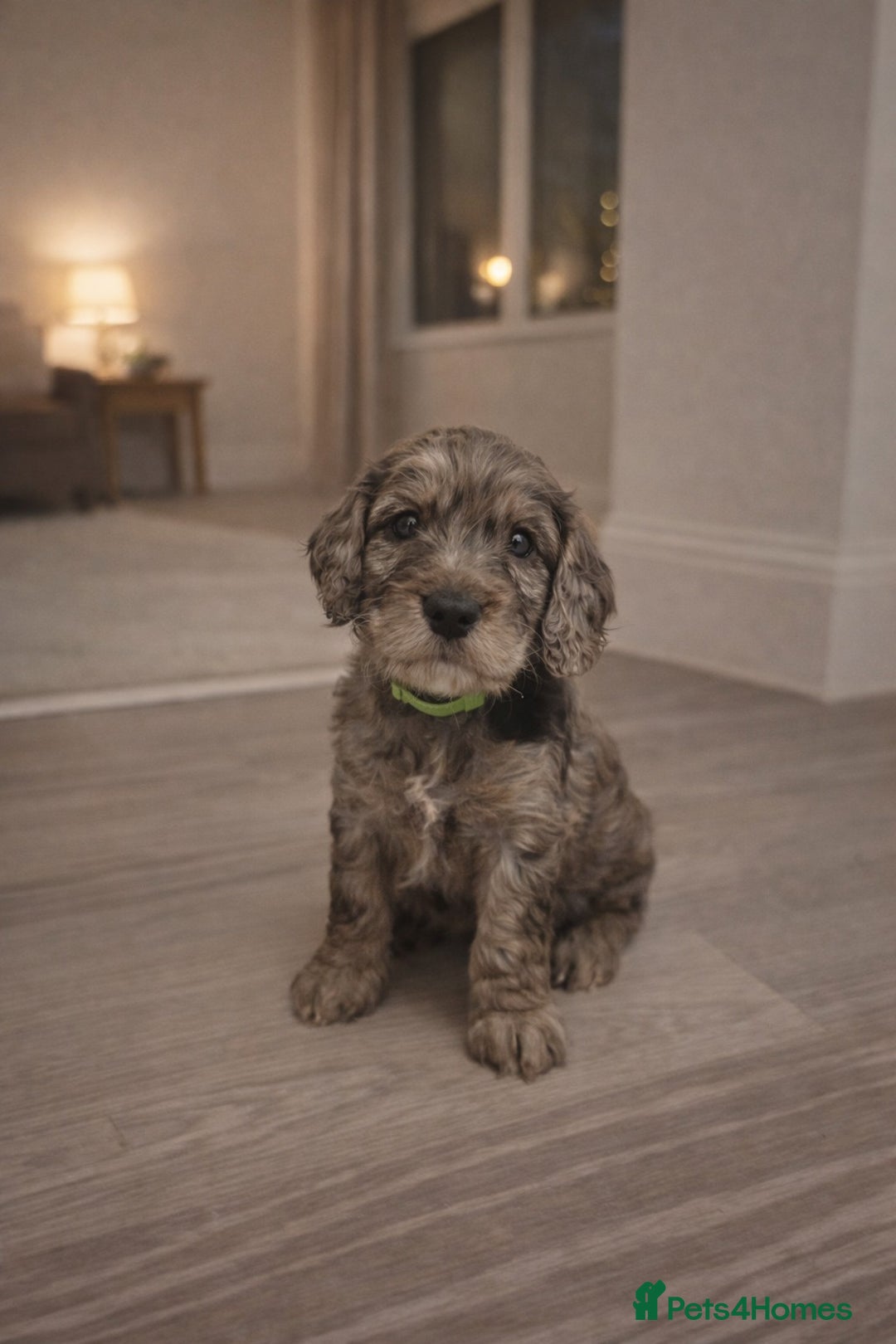 Cockapoo dogs for sale: Gorgeous F1 Cockapoo Puppies  - Advert 5
