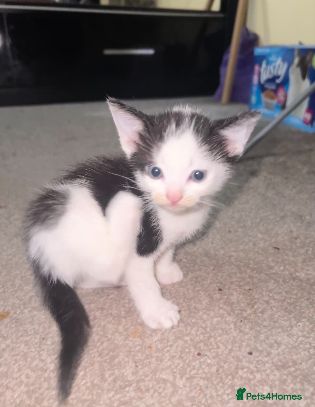 Mixed Breed cats for sale: 3 Playful Kittens – Genders Not Known Yet - Advert 4