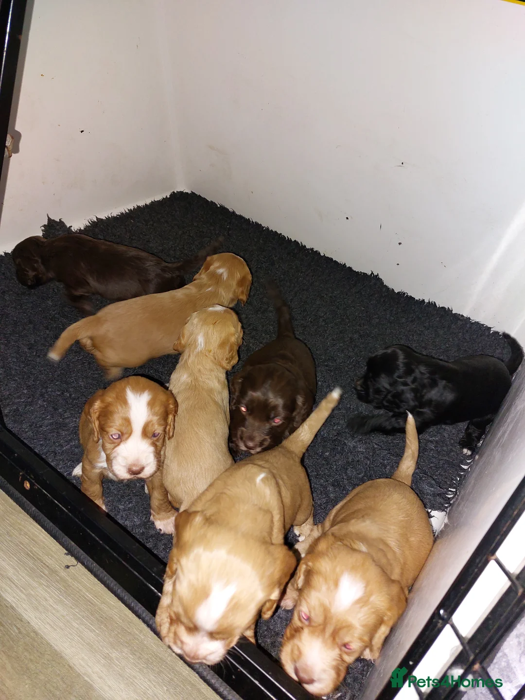 Cocker Spaniel dogs for sale: Cocker Spaniel Pups - Advert 10