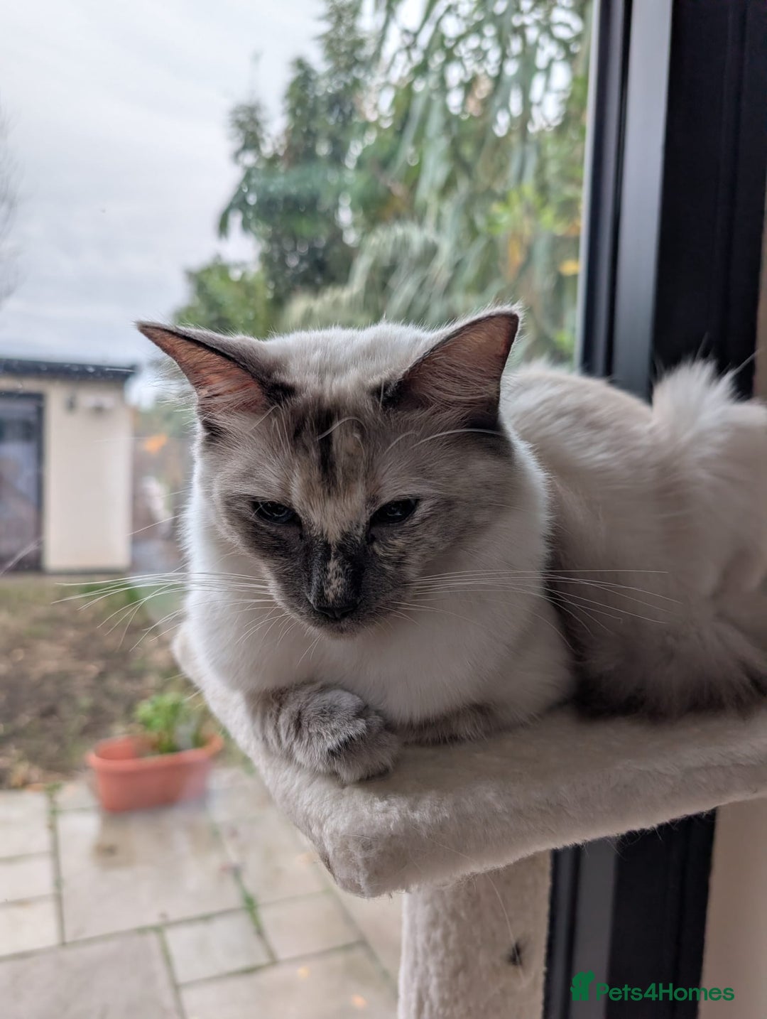 Ragdoll cats for sale: Ragdolls Kitten looking for sweet home - Advert 6