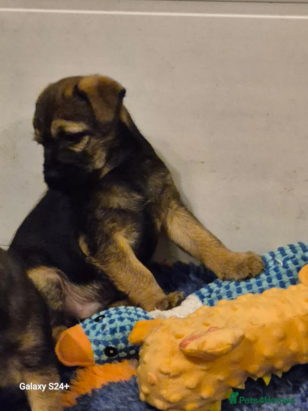Border Terrier dogs for sale: Stunning border terrier puppys  - Advert 18