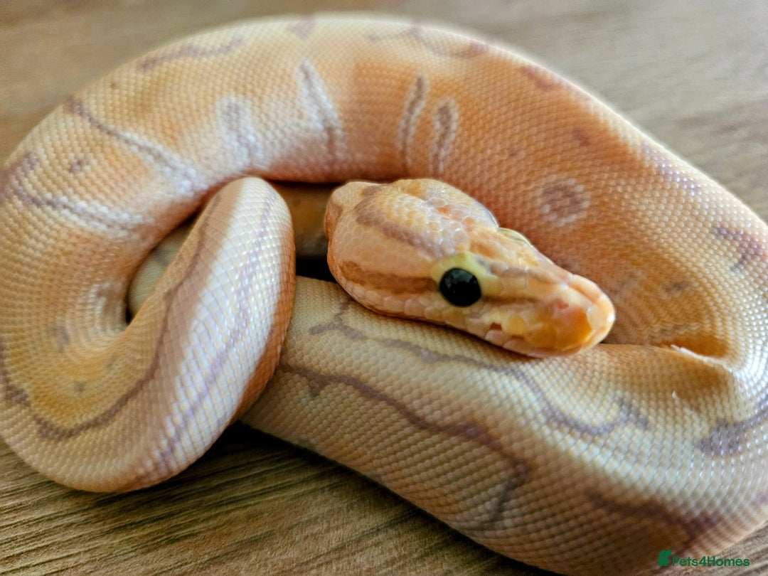 Python Snake reptiles for sale: 2 x ROYAL PYTHONS COMPLETE SET UP  - Image 9