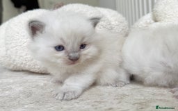 Ragdoll cats for sale: BLUE POINT RAGDOLL KITTENS - Image 5