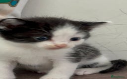 Domestic Shorthair cats for sale: Beautiful 5 tuxedo kittens available for new home. - Image 4