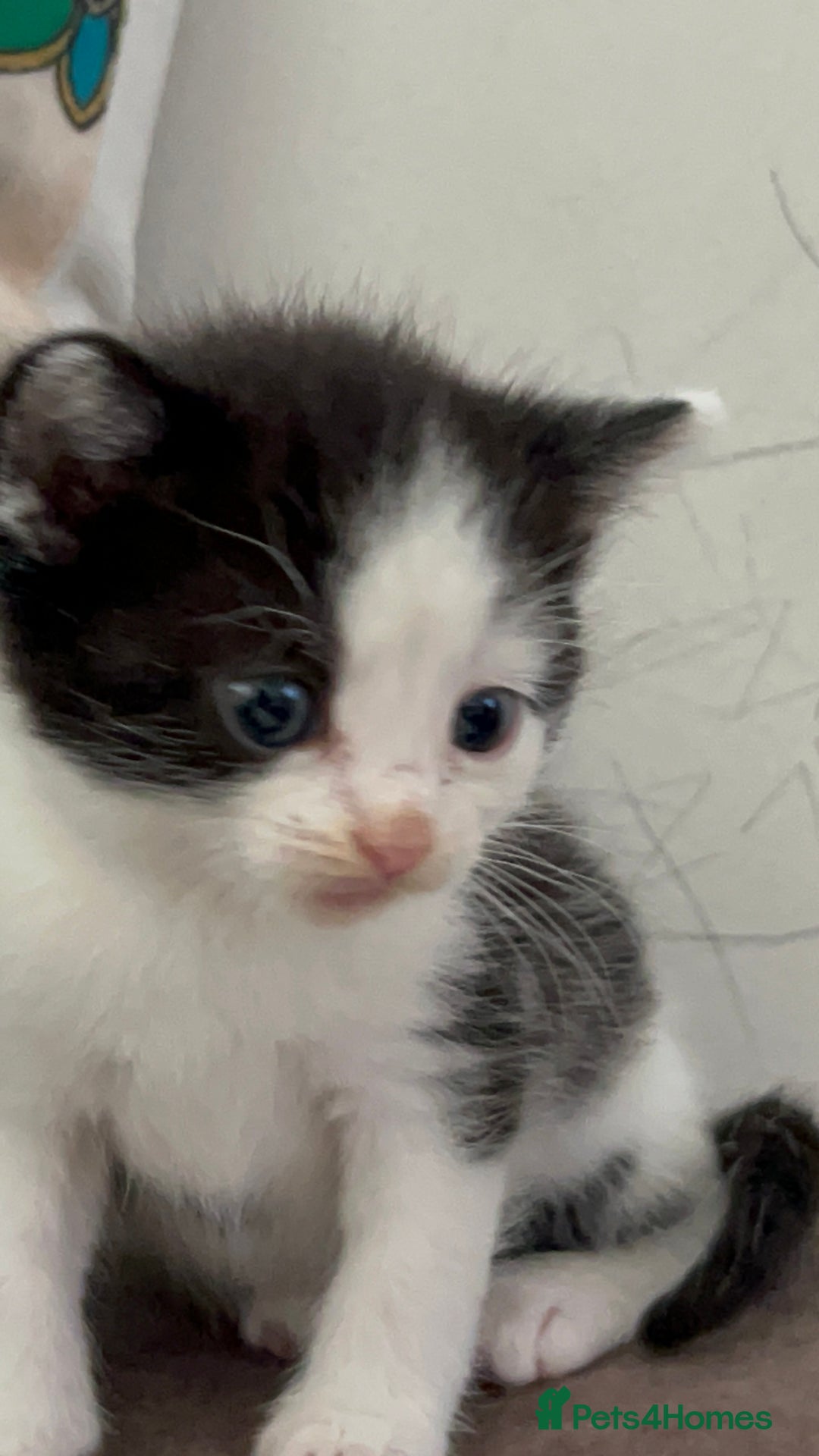 Domestic Shorthair cats for sale: Beautiful 5 tuxedo kittens available for new home. - Image 4