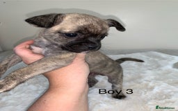 Mixed Breed dogs for sale: Chug puppies  - Image 11
