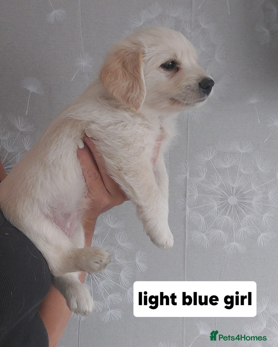 Labradoodle dogs for sale: Beautiful labradoodle pups  - Image 16