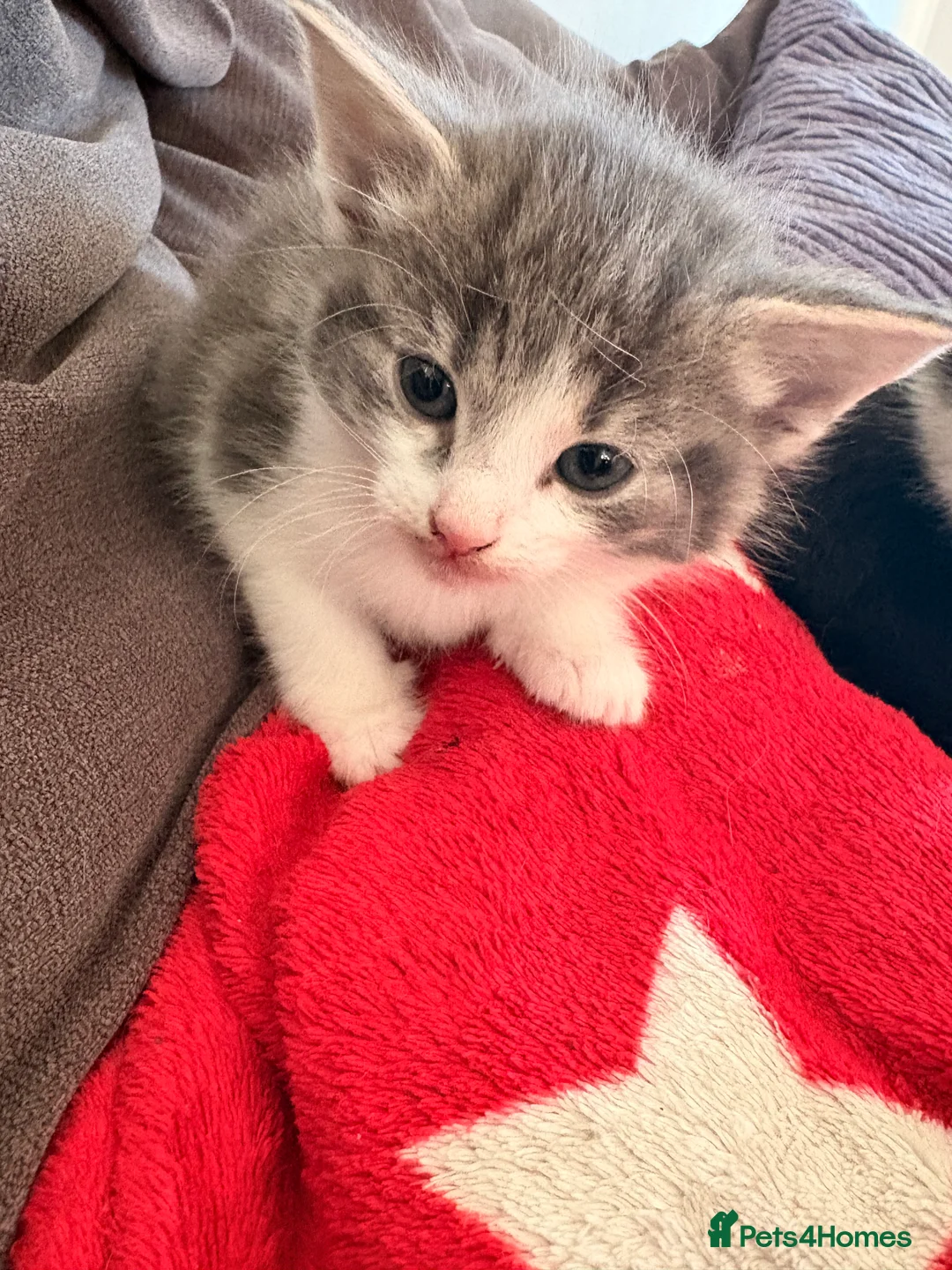 Mixed Breed cats for sale: Half bengal and Norwegian forest cat in Worcester Park - Advert 25