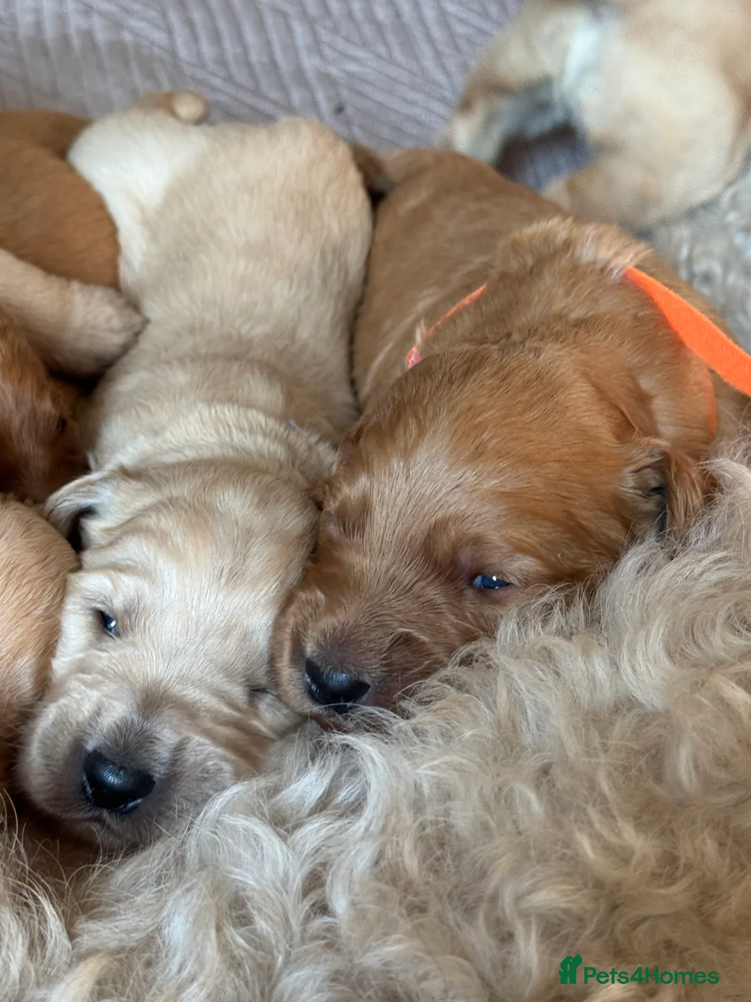 Goldendoodle dogs for sale: Expecptional goldendoodles - Advert 9