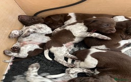 German Shorthaired Pointer dogs for sale: Beautiful pedigree German Shorthaired Pointer Pups - Image 4