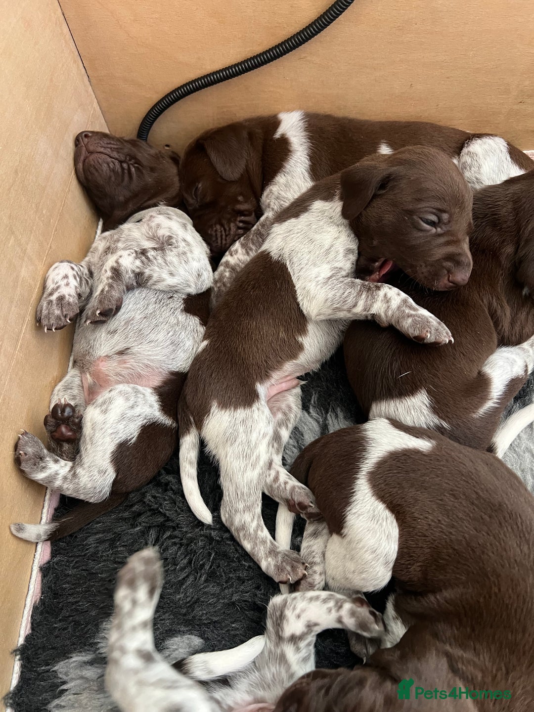 German Shorthaired Pointer dogs for sale: Beautiful pedigree German Shorthaired Pointer Pups - Image 4