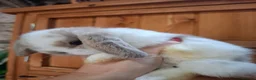 Mini Lop rabbits for sale: Mini lop bunnies  in Weston-super-Mare - Advert 2
