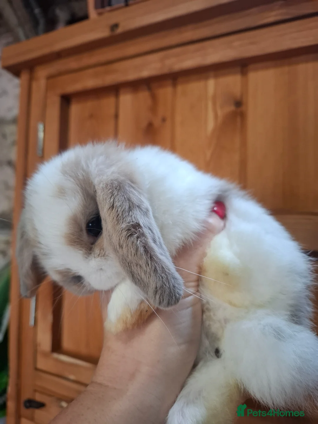 Mini Lop rabbits for sale: Mini lop bunnies  in Weston-super-Mare - Advert 2