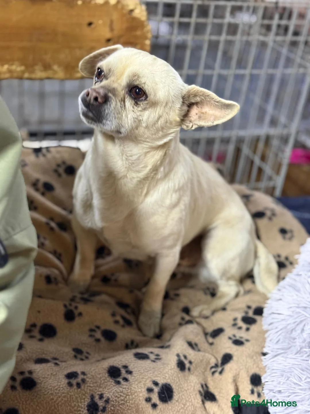 Mixed Breed dogs for adoption: Little Mazli is waiting for you! - Advert 2