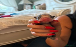 Boston Terrier dogs for sale: Exceptional Blue Boston Terrier Puppies 💙🐾 - Image 21