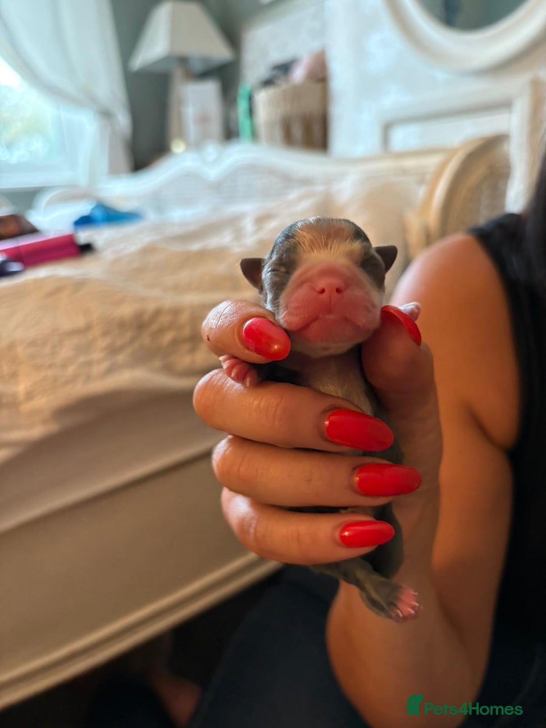 Boston Terrier dogs for sale: Exceptional Blue Boston Terrier Puppies 💙🐾 - Image 21