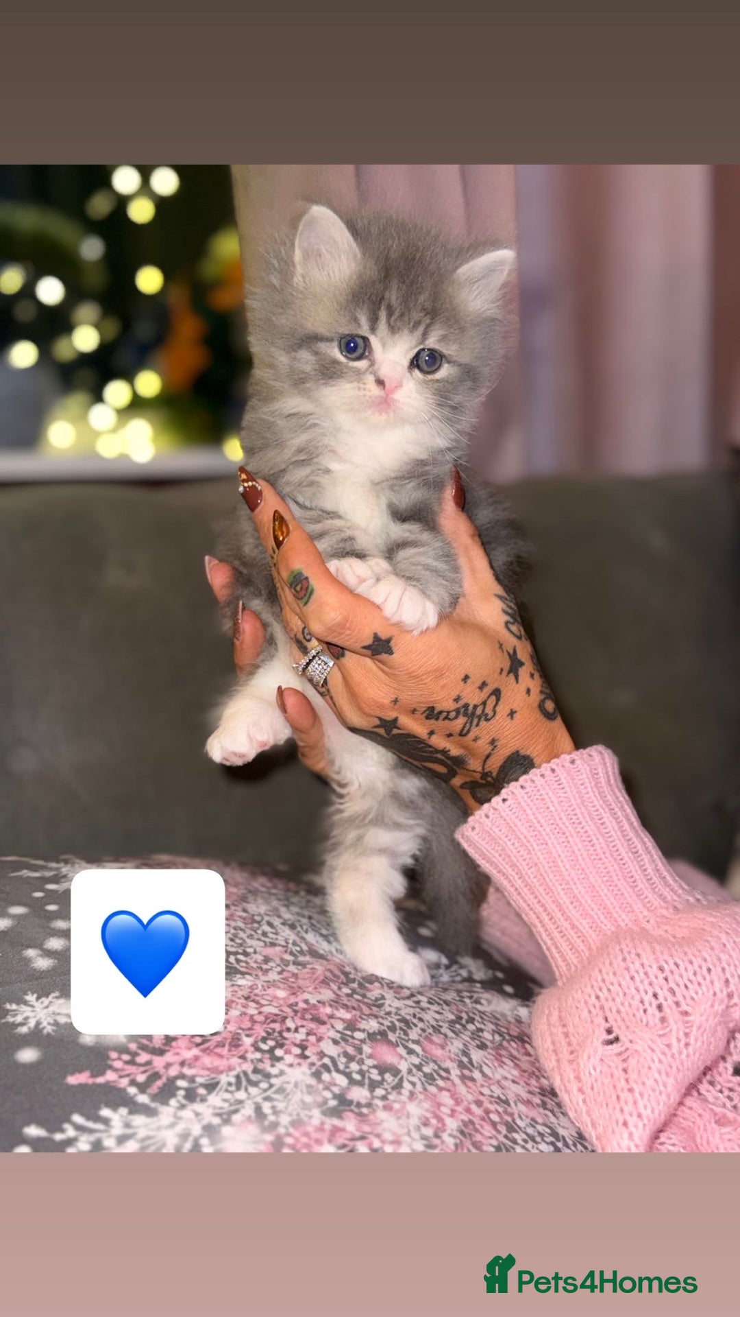 Persian cats for sale: Gorgeous Persian/Ragdoll Kittens 2Males &2Females  - Advert 7