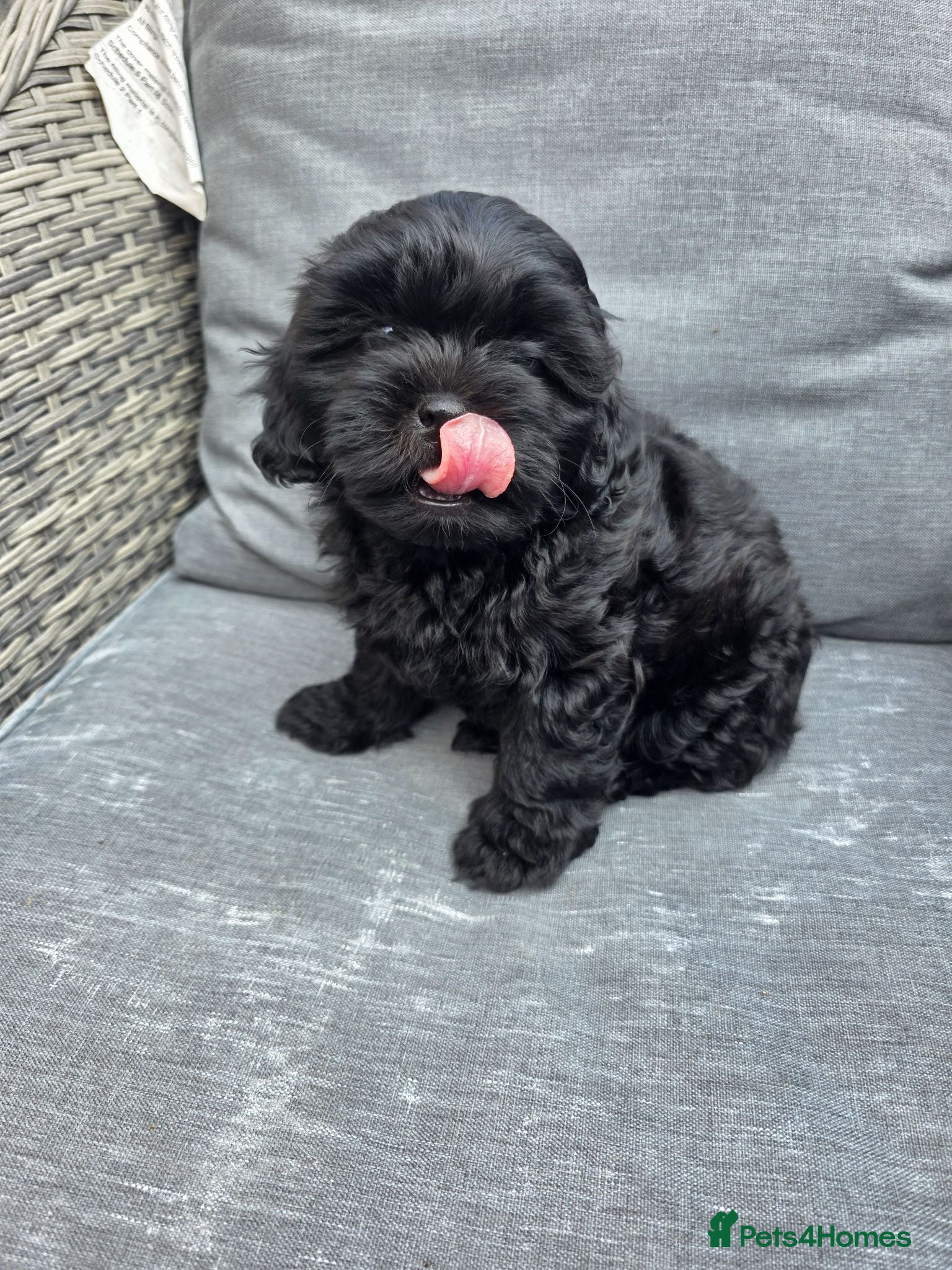 Shihpoo dogs Shihpoo puppies  - Advert 11
