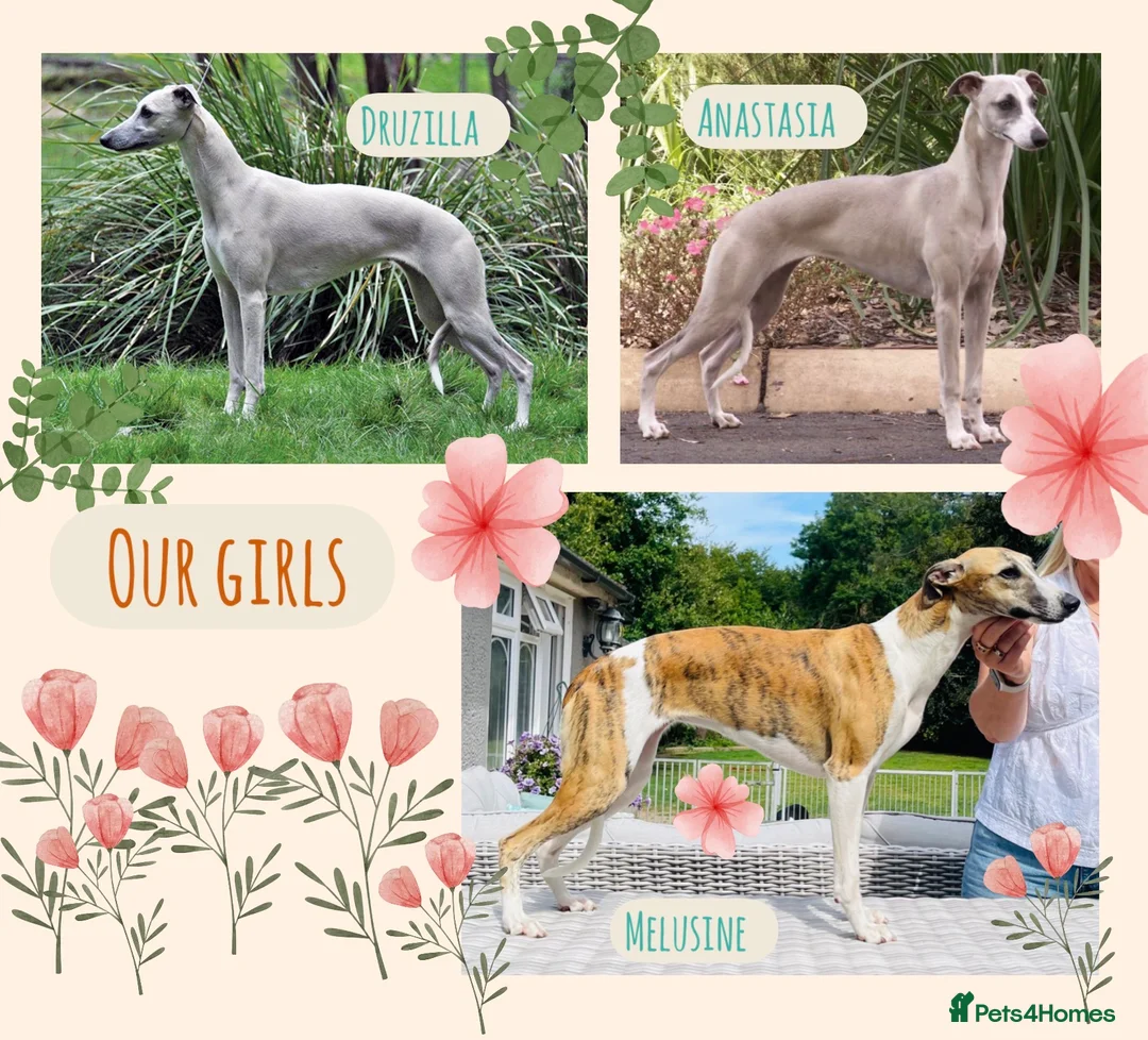 Whippet dogs for sale: Exceptional KC Whippet puppies - Advert 1