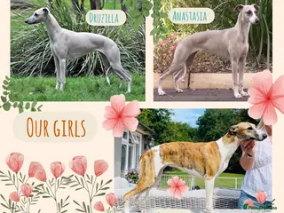 Whippet dogs Exceptional KC Whippet puppies - Advert 1