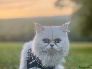 Persian cats Persian chinchilla - Advert 15