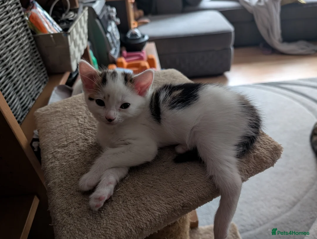 Mixed Breed cats for sale: Beautiful kittens  in Southampton - Advert 16