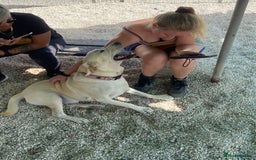 Labrador Retriever dogs for adoption: Xarkas - Seeking a special home - Image 3