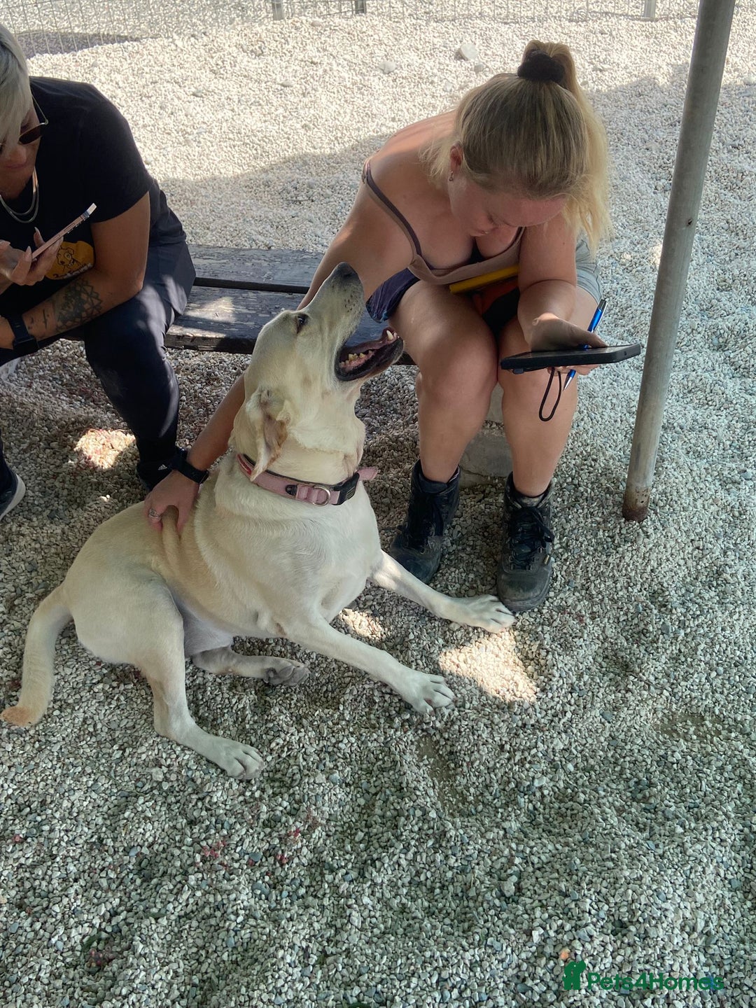 Labrador Retriever dogs for adoption: Xarkas - Seeking a special home - Image 3