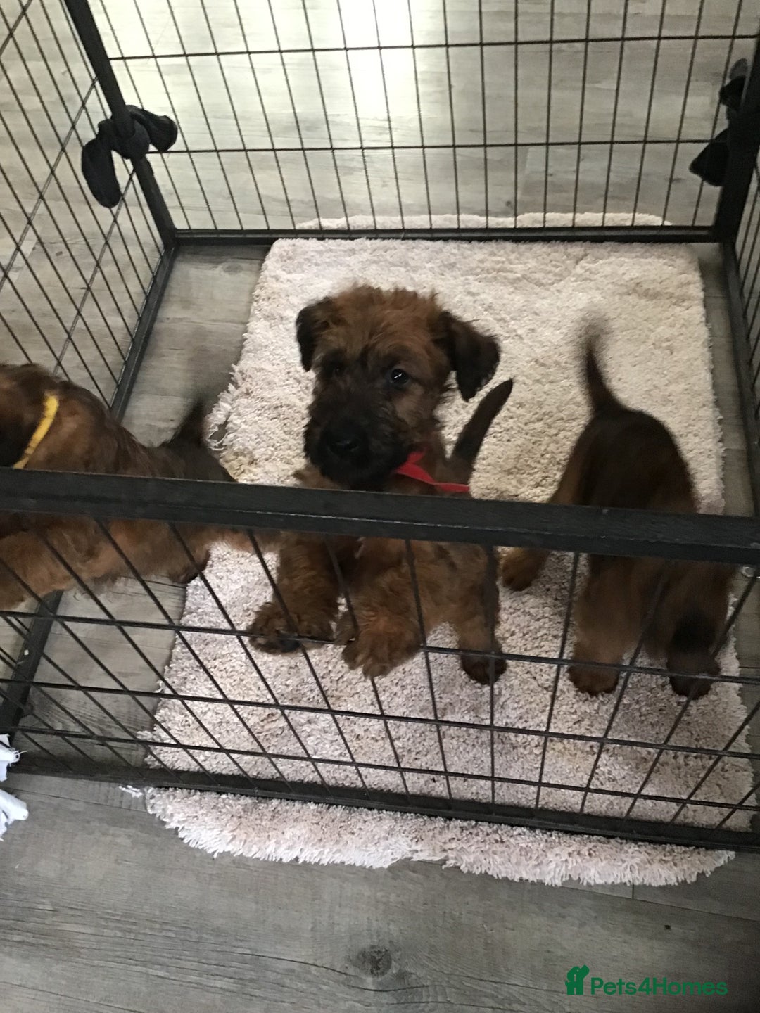 Irish Terrier dogs for sale: 3 Irish terrier bitches - Image 7