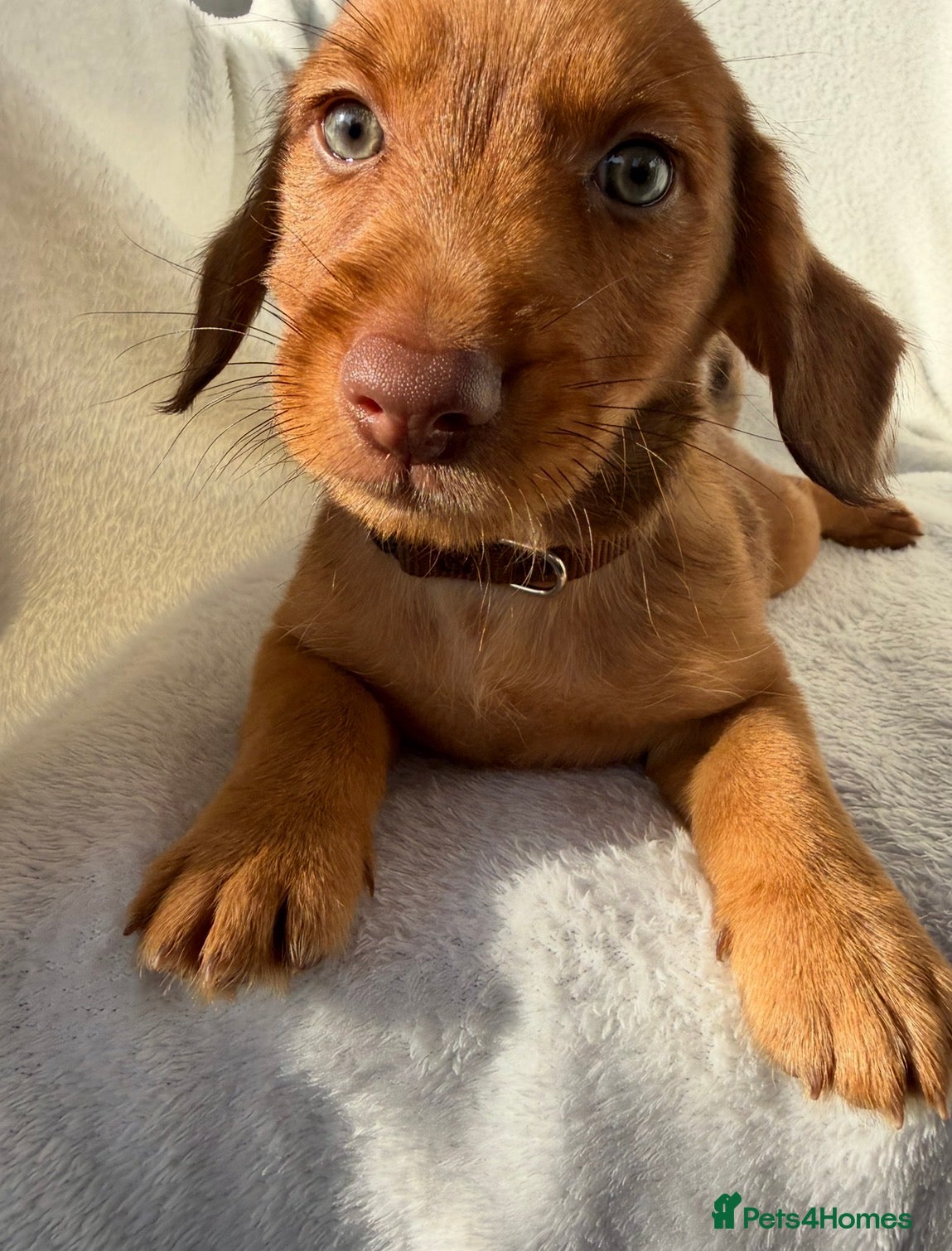 Mixed Breed dogs Dameranian puppies for sale  - Advert 1