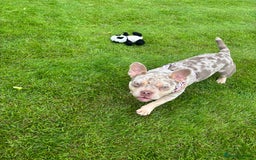 Mixed Breed dogs for sale: Coco - Merle Frenchie x Pocket Bully  - Image 7