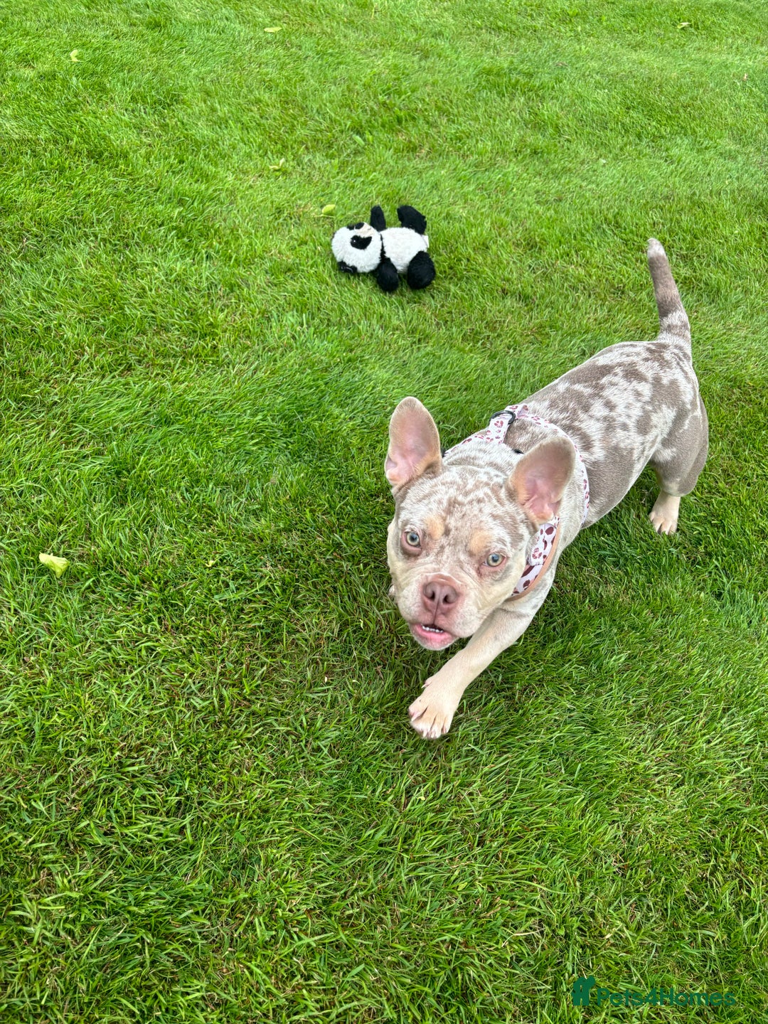 Mixed Breed dogs for sale: Coco - Merle Frenchie x Pocket Bully  - Image 7