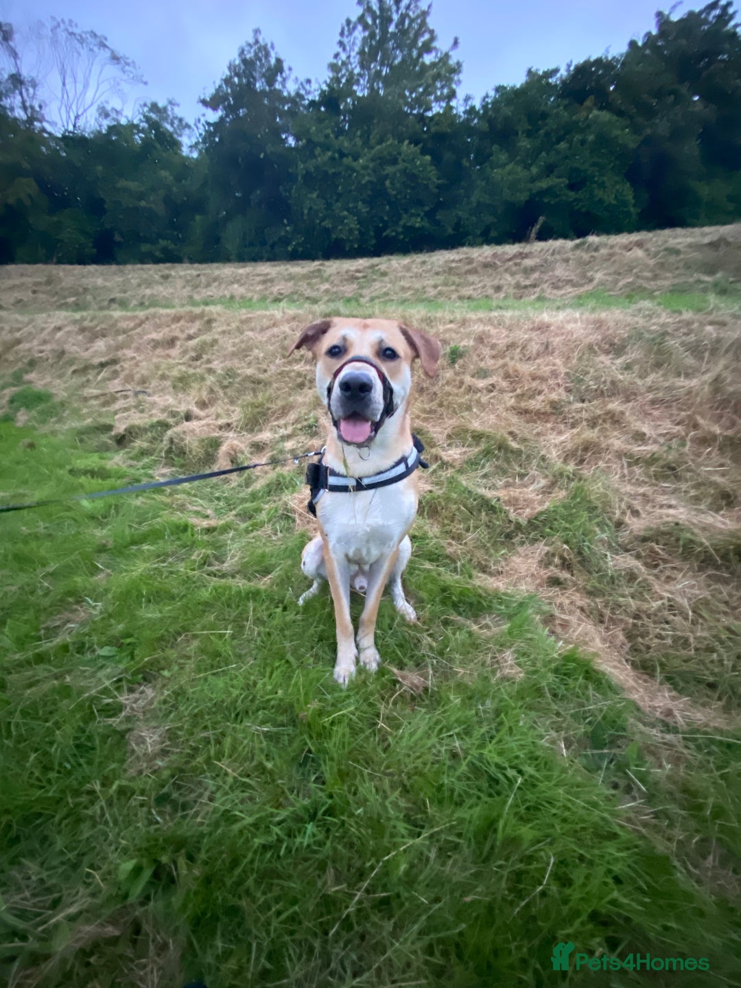 Mixed Breed dogs for sale: 2 y/o mastador/german shepherd  - Advert 6