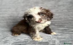 Cockapoo dogs for sale: Beautiful cockapoos looking for forever homes - Image 11