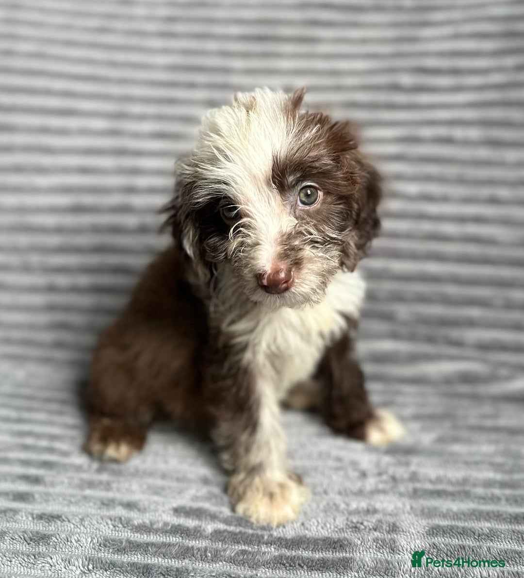 Cockapoo dogs for sale: Beautiful cockapoos looking for forever homes - Image 11