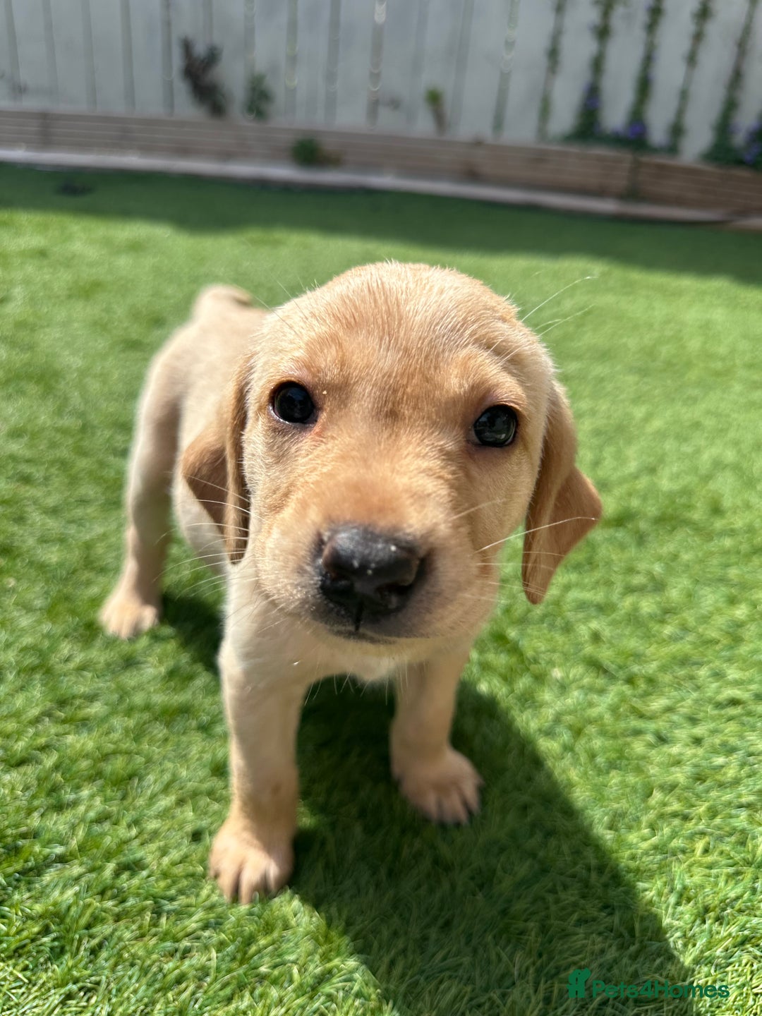 Labrador Retriever dogs for sale: One Beautiful KC Reg Lab Puppy Left- Ready Now - Image 11