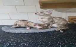 Bengal cats for sale: 🔥✨Pedigree TICA-Registered Bengals - Image 35