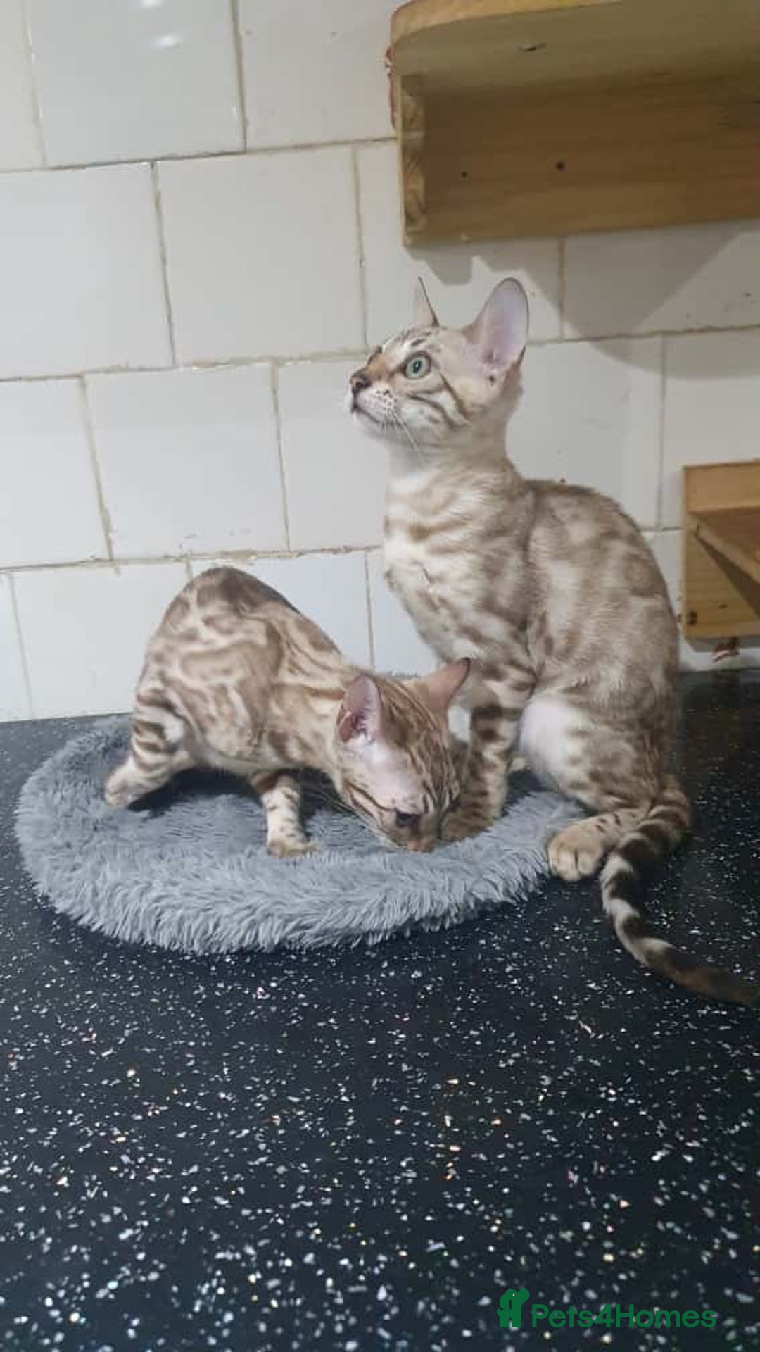 Bengal cats for sale: 🔥✨Pedigree TICA-Registered Bengals - Image 35
