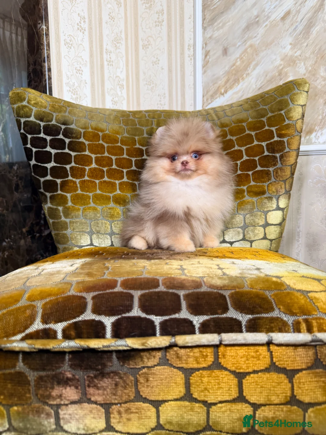 Pomeranian dogs for sale: Chocolate Merle Boy - Advert 2