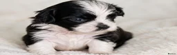 Shih Tzu dogs for sale: 🐾🖤 Traditional Black & White Health Tested KC - Advert 6
