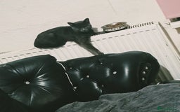 Mixed Breed cats for sale: 2  kittens  - Advert 3