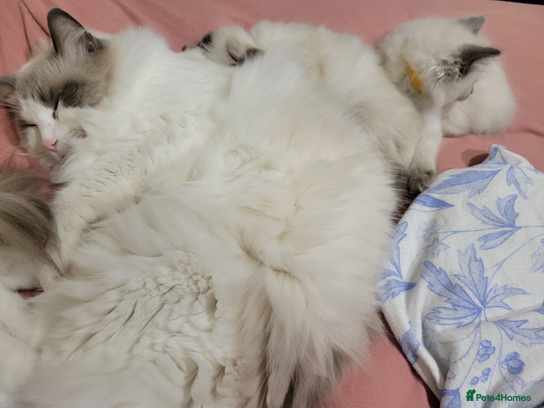 Ragdoll cats for sale: 5 very loved and spoiled Ragdoll kitttens - Advert 4