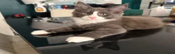 Maine Coon cats for sale: Ready to go on 13/8 XL Maine coons  - Advert 5
