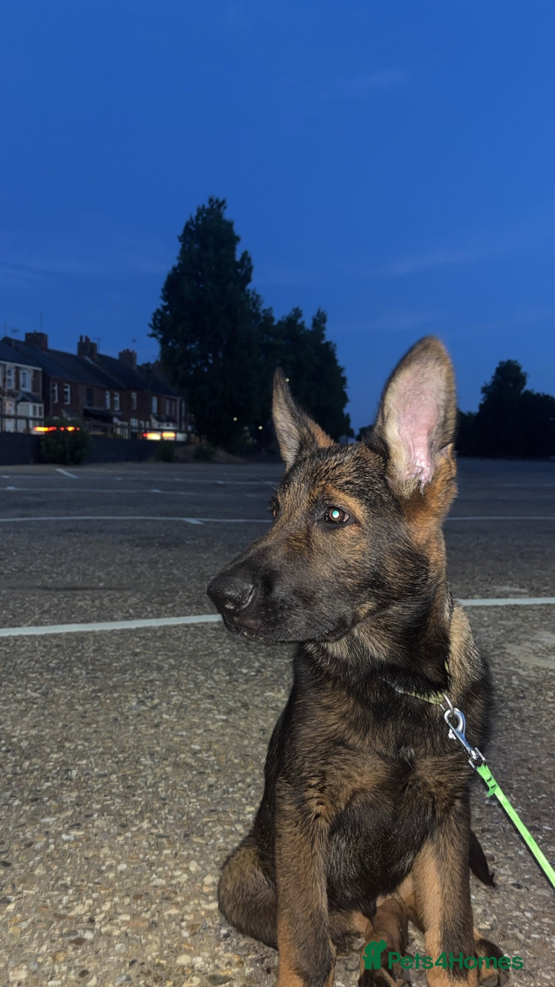 German Shepherd dogs for sale: Scout - Image 6