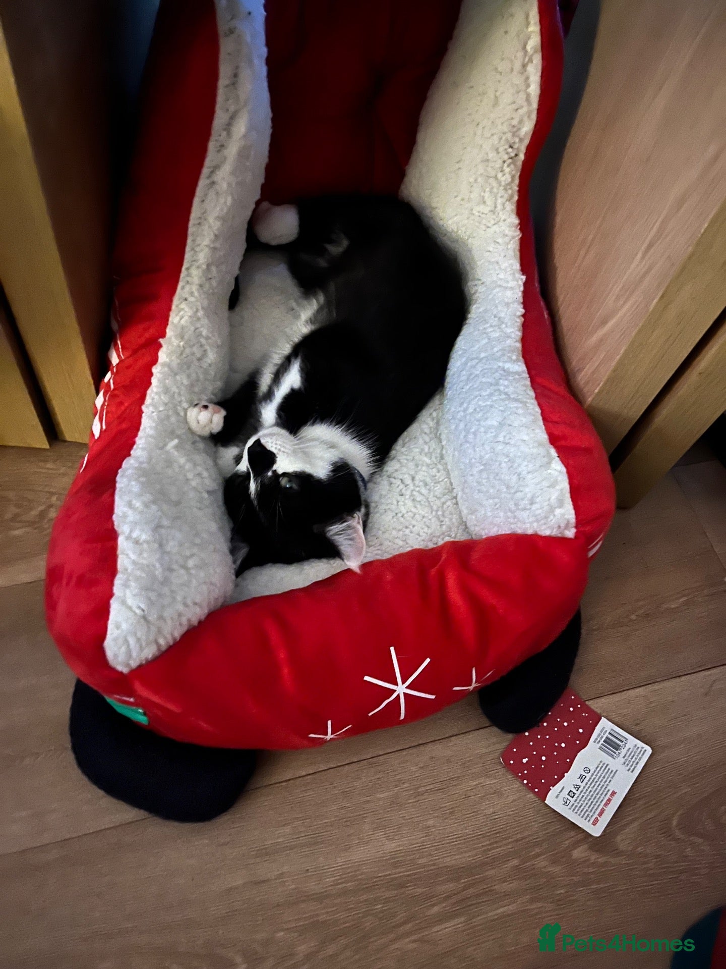Domestic Shorthair cats 🐾 Loving Home Wanted for Our Cat 🐾 - Advert 1