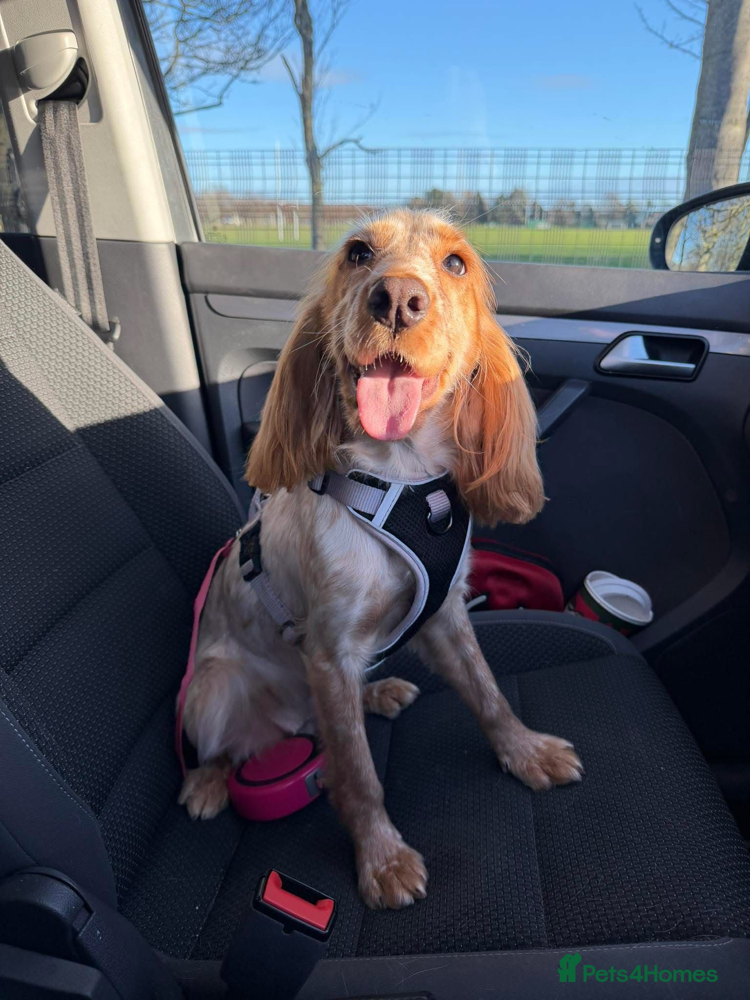 Cocker Spaniel dogs Cocker spaniel - Advert 7