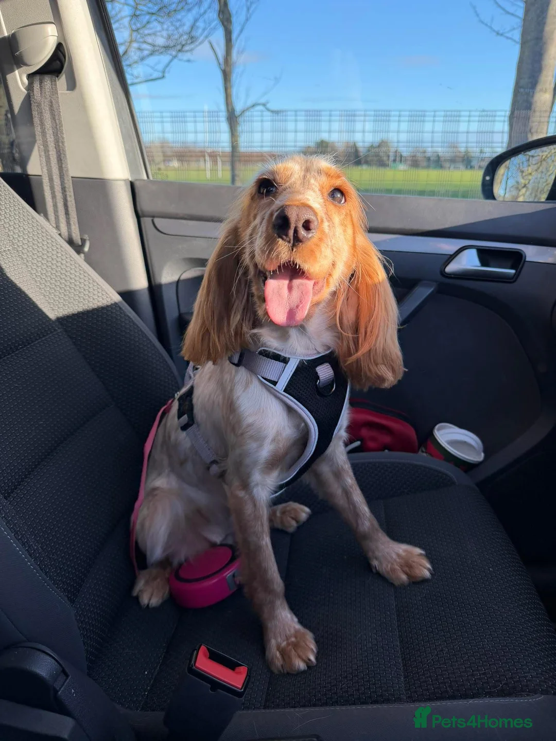 Cocker Spaniel dogs for sale: Cocker spaniel - Advert 1