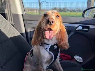 Cocker Spaniel dogs Cocker spaniel - Advert 7