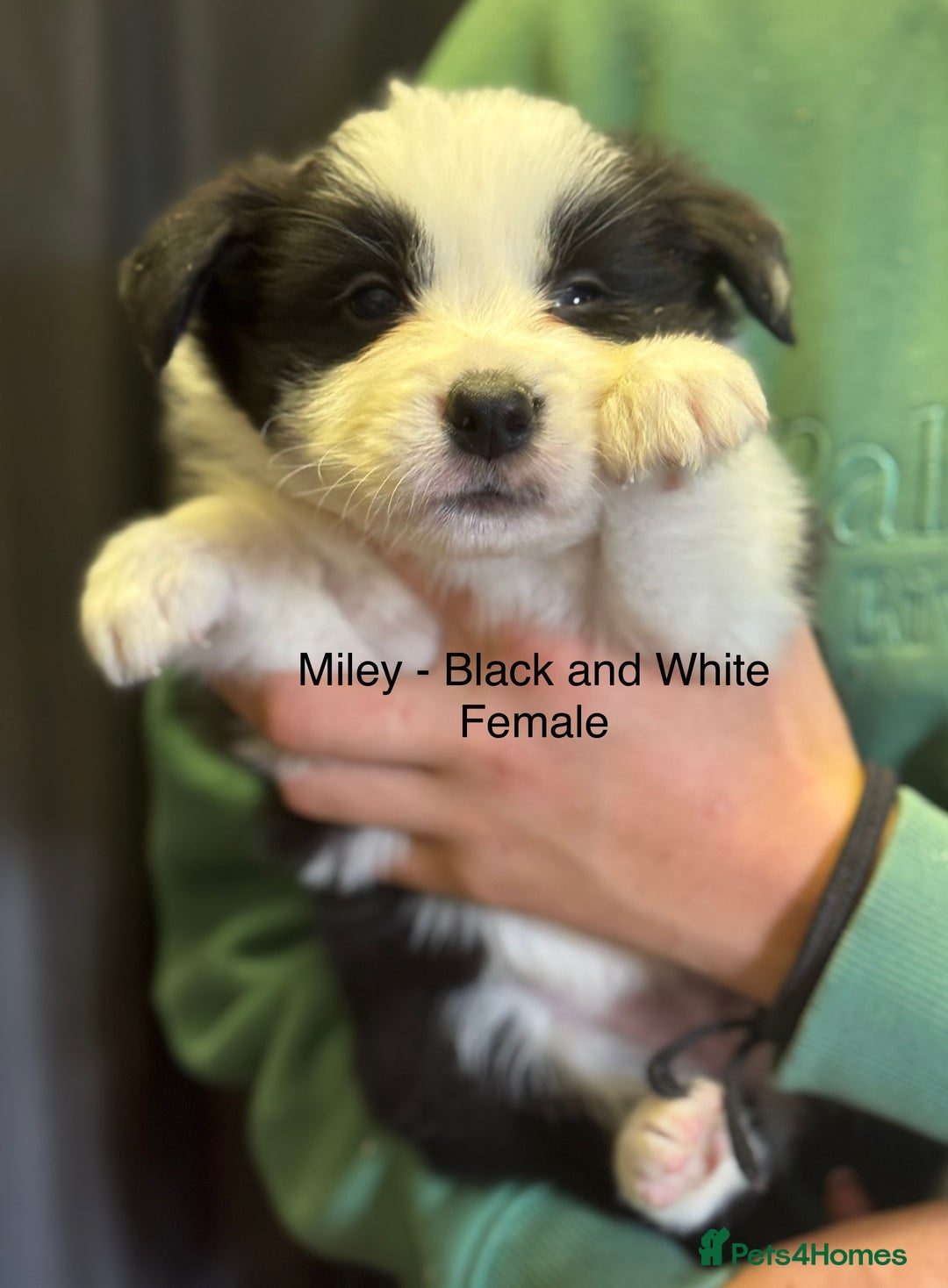 Border Collie dogs for sale: Pure Bred Border Collie Puppies For Sale - Image 6