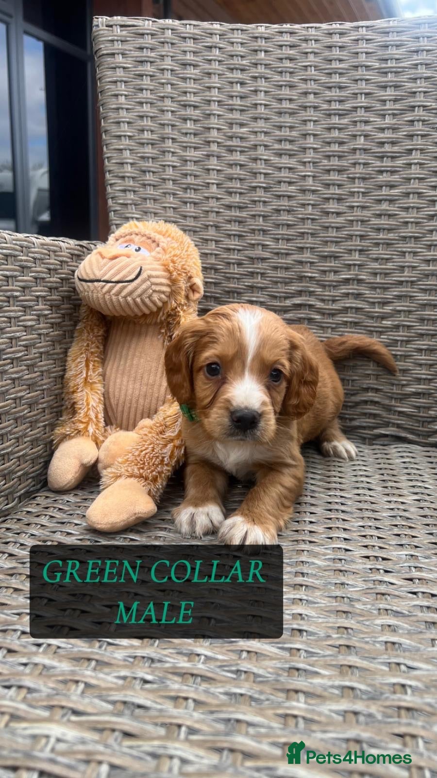 Cocker Spaniel dogs cocker spaniel  - Advert 1